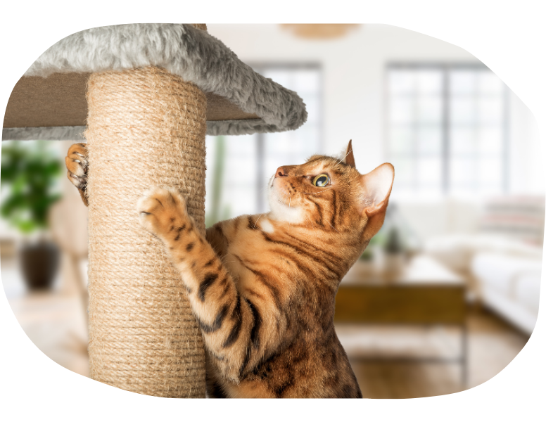 California ESA Letter